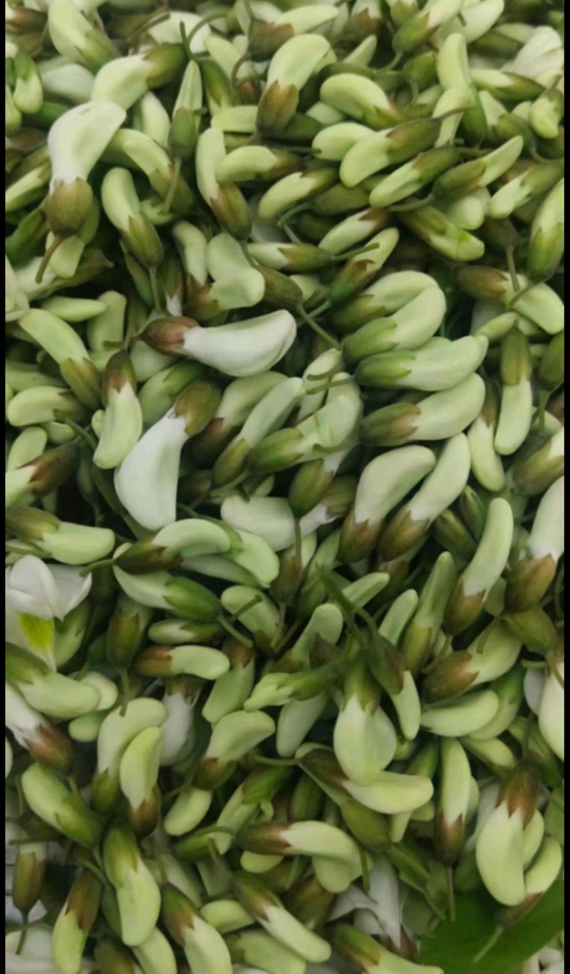 现货精品洋槐花，日产3万斤，产地直发加冰，保证质量