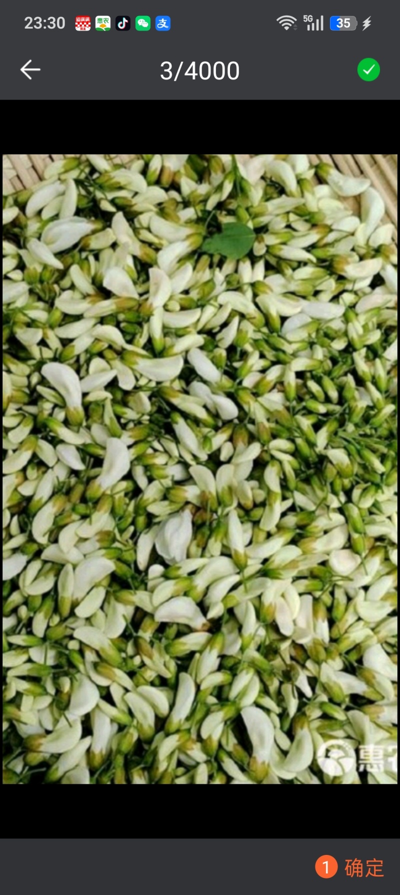现货精品洋槐花，日产3万斤，产地直发加冰，保证质量