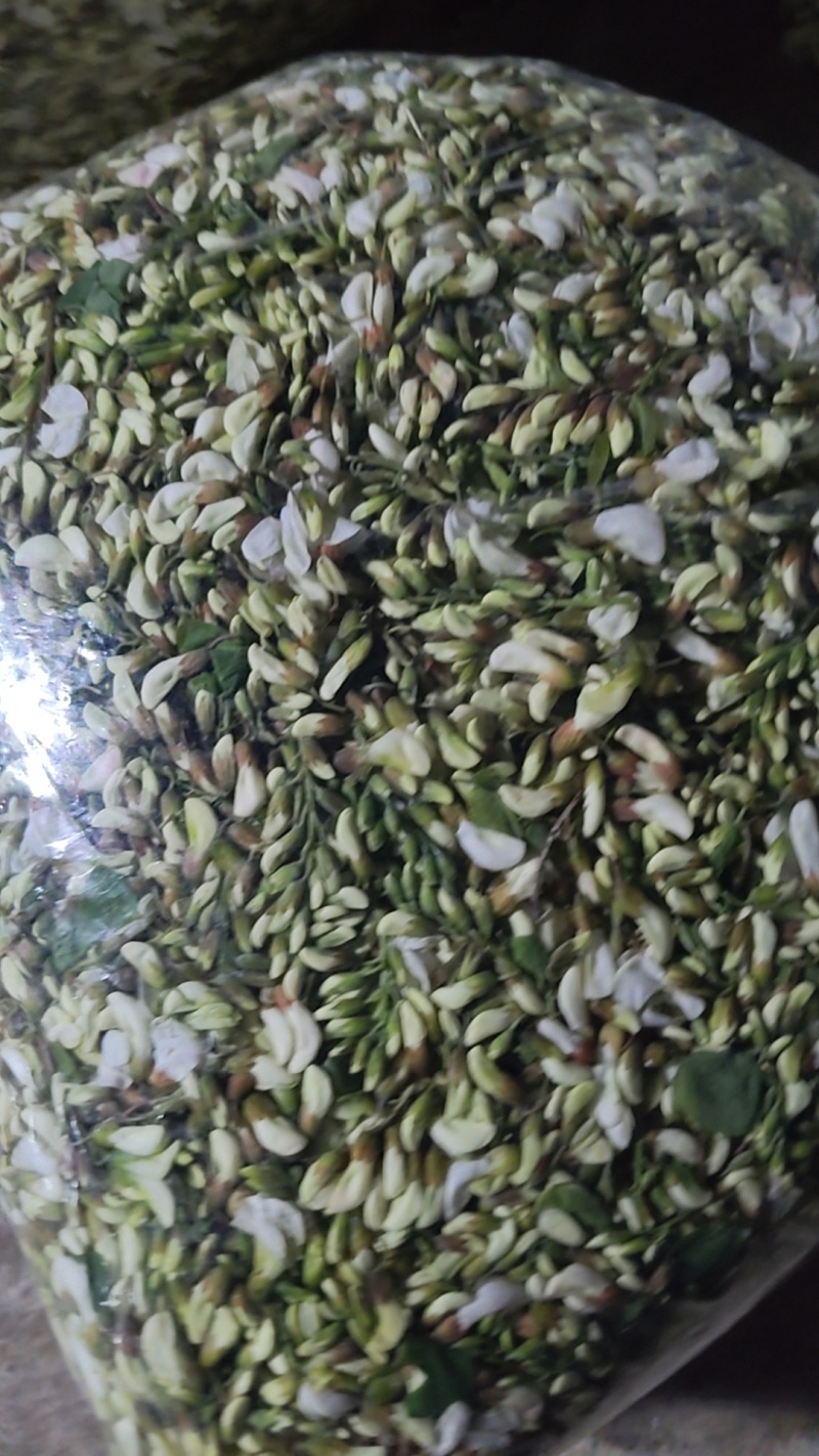 现货精品洋槐花，日产3万斤，产地直发加冰，保证质量