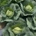 甘蓝