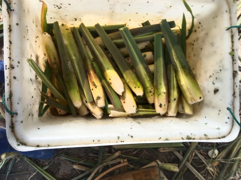 精品茭白