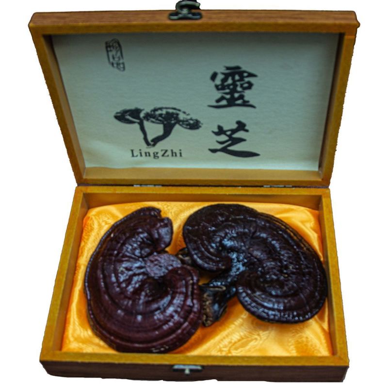 灵芝礼盒赤灵芝长辈煲汤泡酒滋补紫灵芝正宗节日送礼