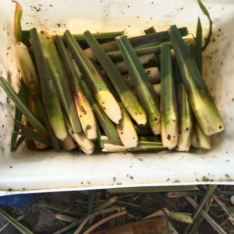 精品茭白