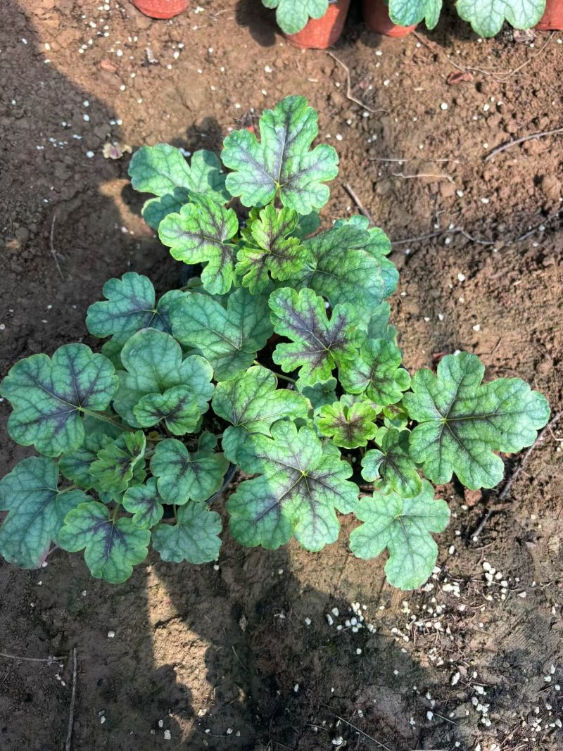 100万多色精品矾根基地直发，颜色齐全。支持视频实地看货