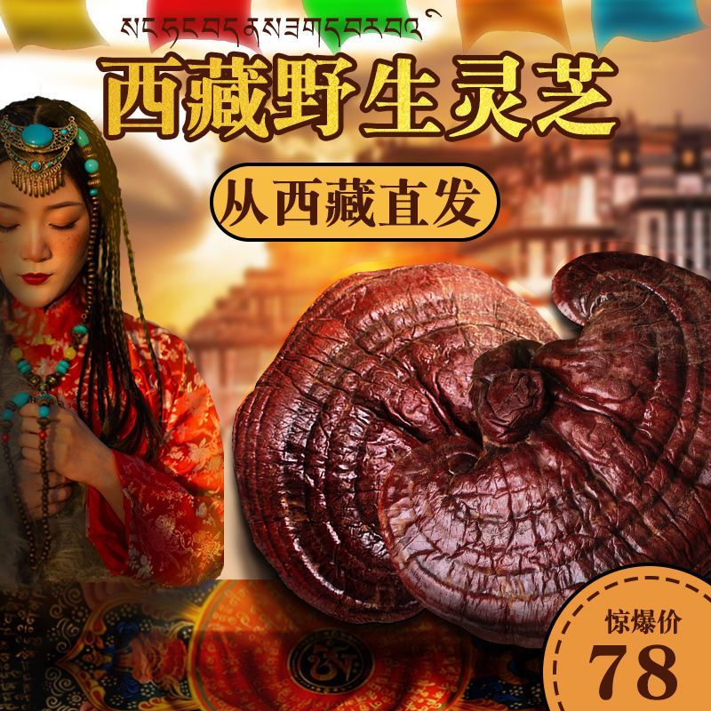 西藏灵芝整枝野生采摘灵芝赤灵芝正宗干货礼盒装西藏直发拉江