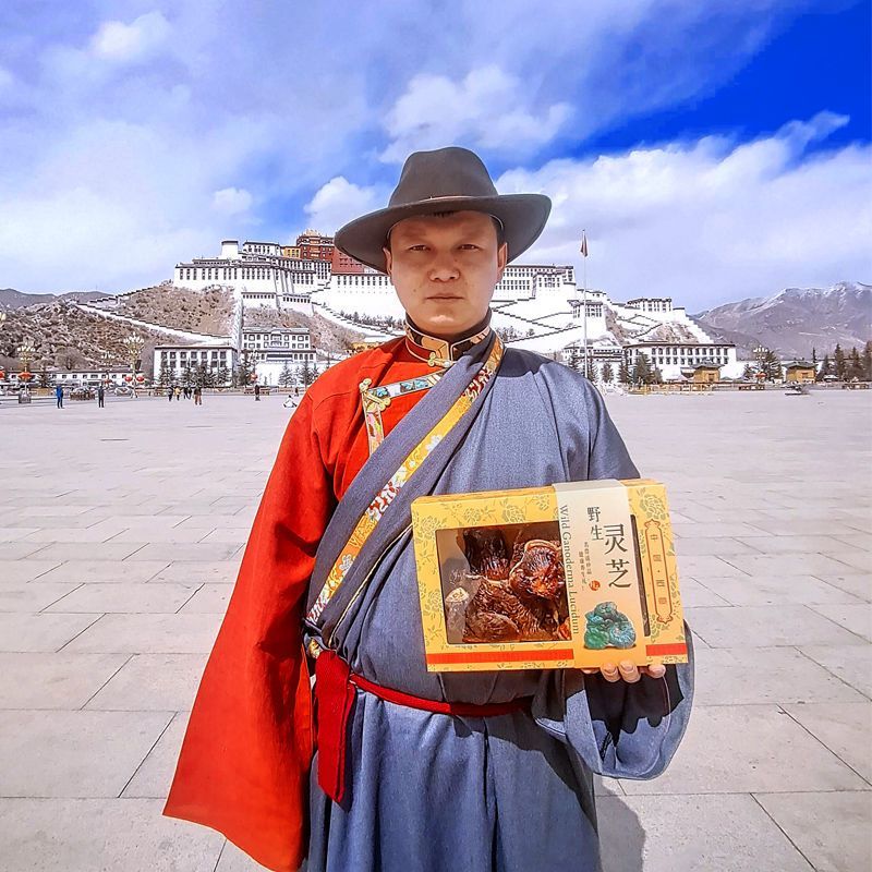 西藏灵芝整枝野生采摘灵芝赤灵芝正宗干货礼盒装西藏直发拉江