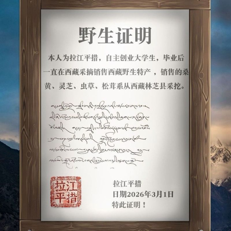 西藏灵芝整枝野生采摘灵芝赤灵芝正宗干货礼盒装西藏直发拉江