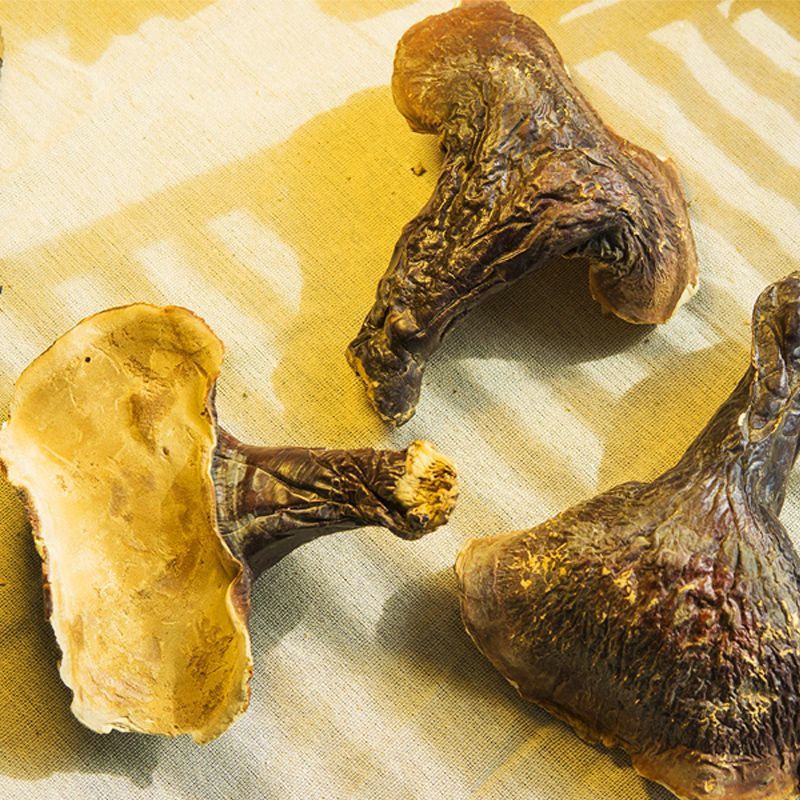 西藏灵芝整枝野生采摘灵芝赤灵芝正宗干货礼盒装西藏直发拉江