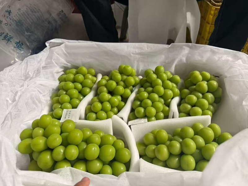 大凉山西昌阳光玫瑰大量上市阳，一手货源，