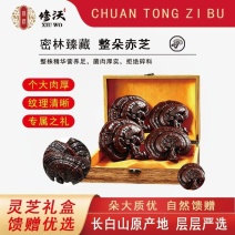 灵芝礼盒赤灵芝长辈煲汤泡酒滋补紫灵芝正宗节日送礼过年春节