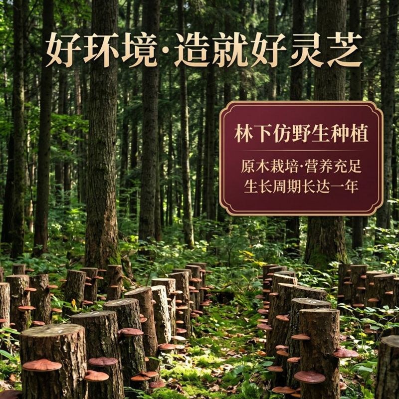 长白山灵芝礼盒装赤灵芝泡酒煲汤节日送礼滋补养生整朵可切片