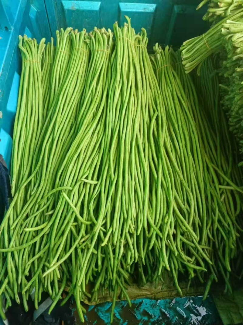 精品豆角水洗打冷协助上车安徽青条豆角大量供应