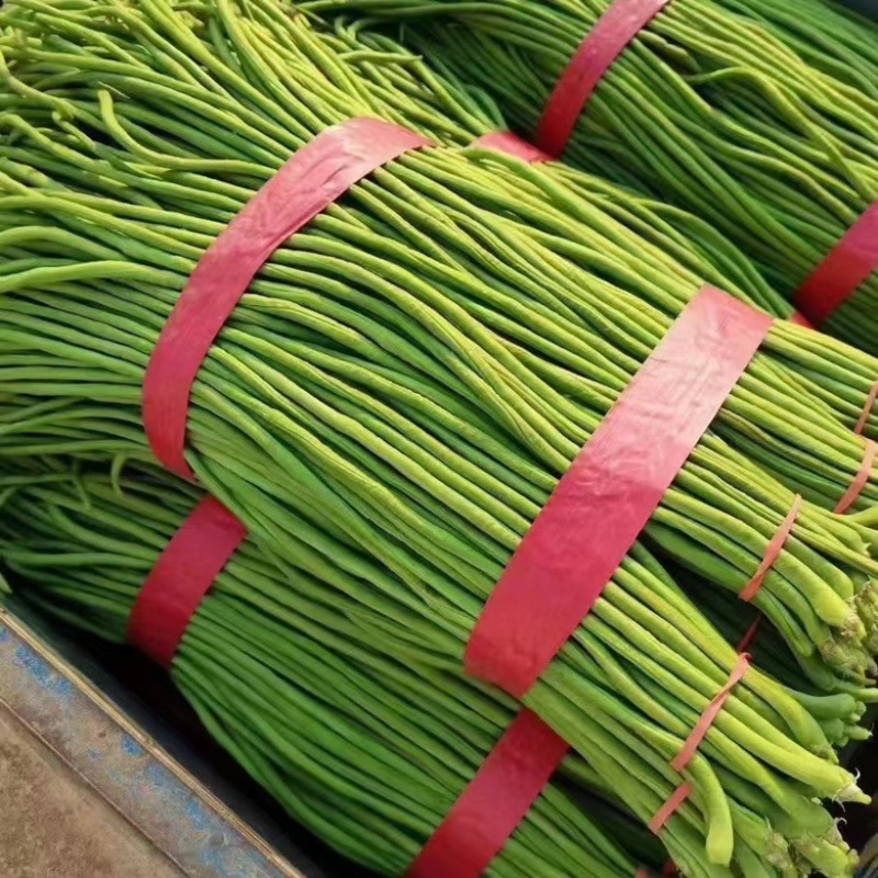 精品豆角水洗打冷协助上车安徽青条豆角大量供应