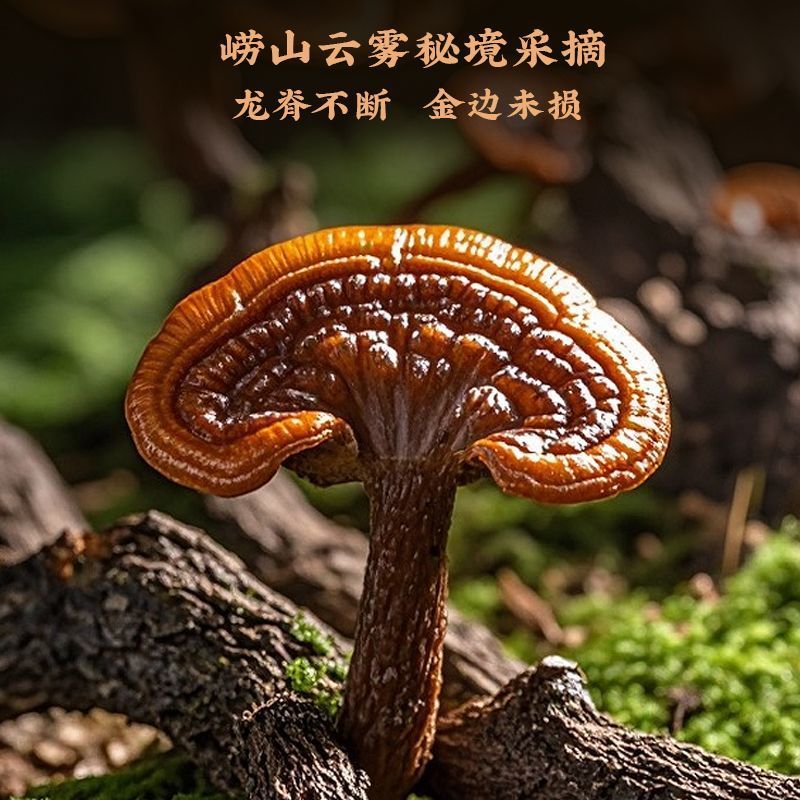 520礼物福东海赤灵芝550g整朵滋补品正品送长辈送礼大
