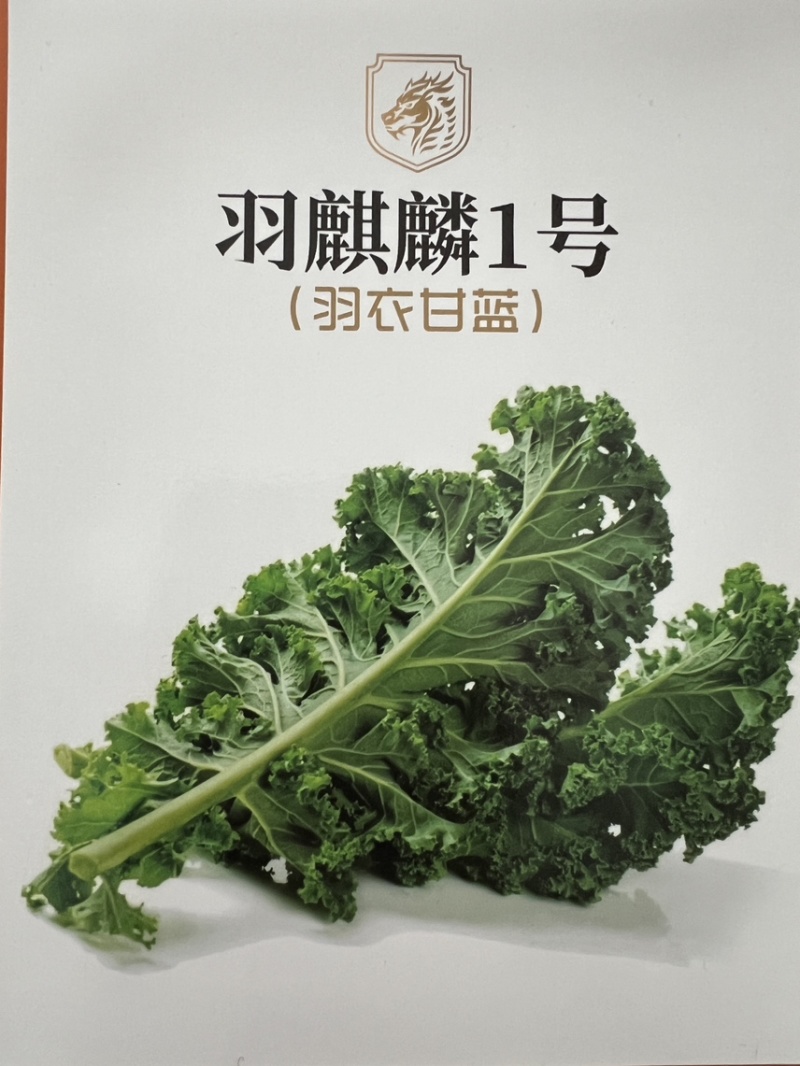 羽衣甘蓝皱叶菜