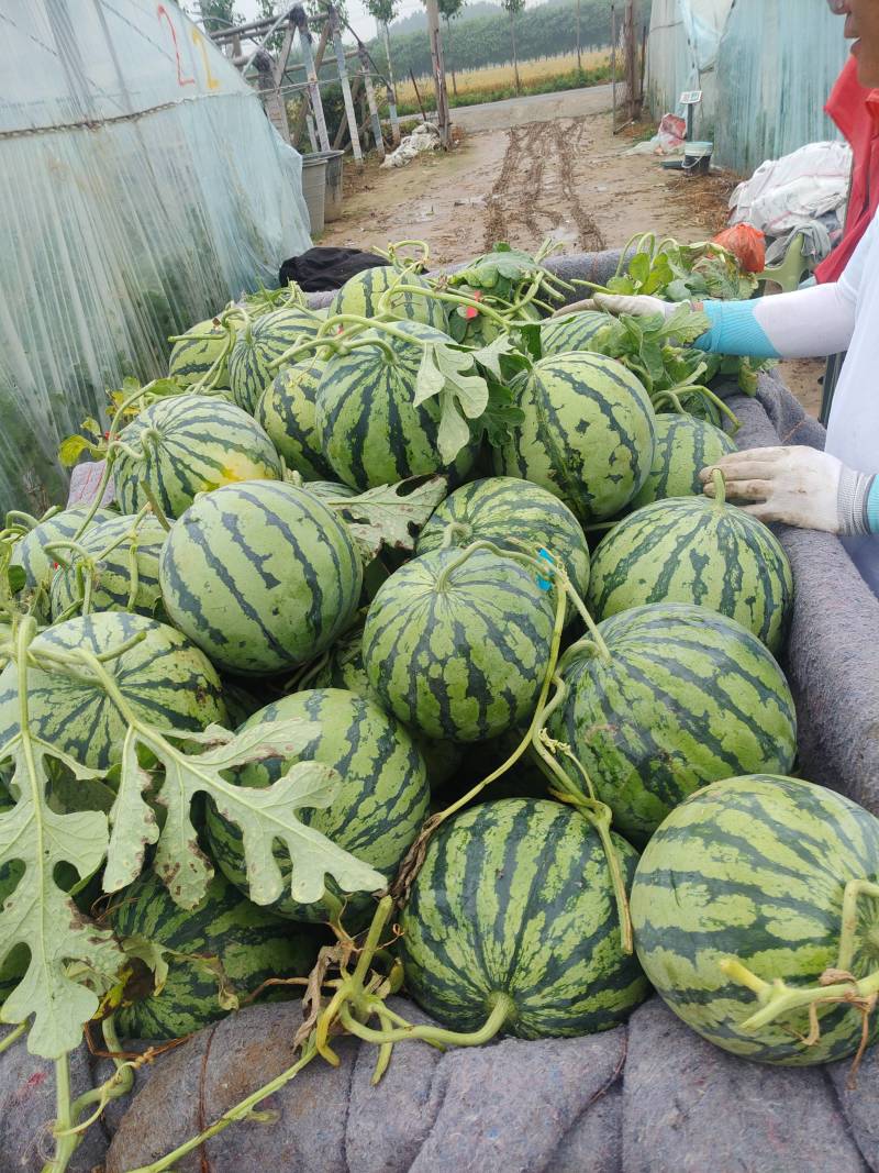 自家种植基地，棚内美都麒麟西瓜开园
