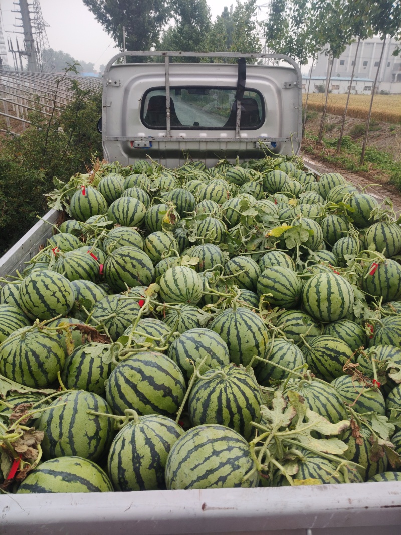自家种植基地，棚内美都麒麟西瓜开园