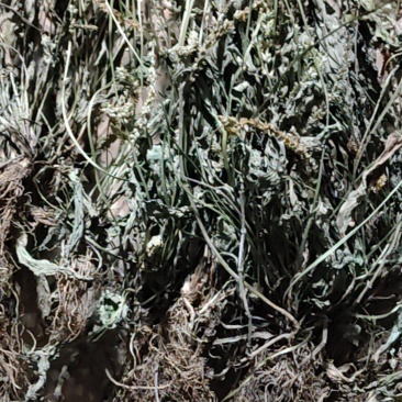 云南野生车前草干货又叫蛤蟆草干货要多少可以直接下单
