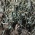 云南野生车前草干货又叫蛤蟆草干货要多少可以直接下单