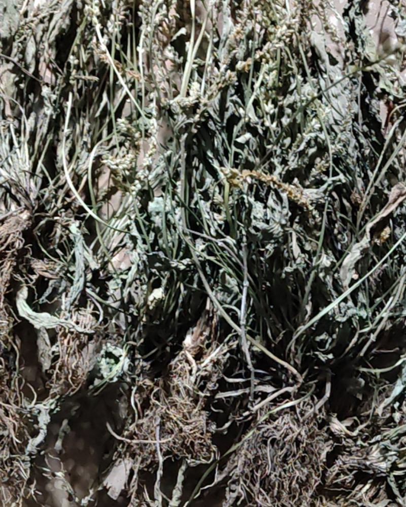 云南野生车前草干货又叫蛤蟆草干货要多少可以直接下单