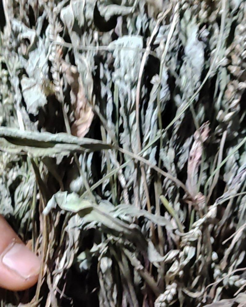 云南野生车前草干货又叫蛤蟆草干货要多少可以直接下单