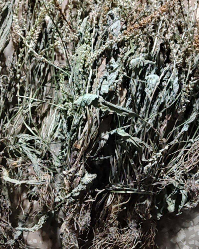 云南野生车前草干货又叫蛤蟆草干货要多少可以直接下单