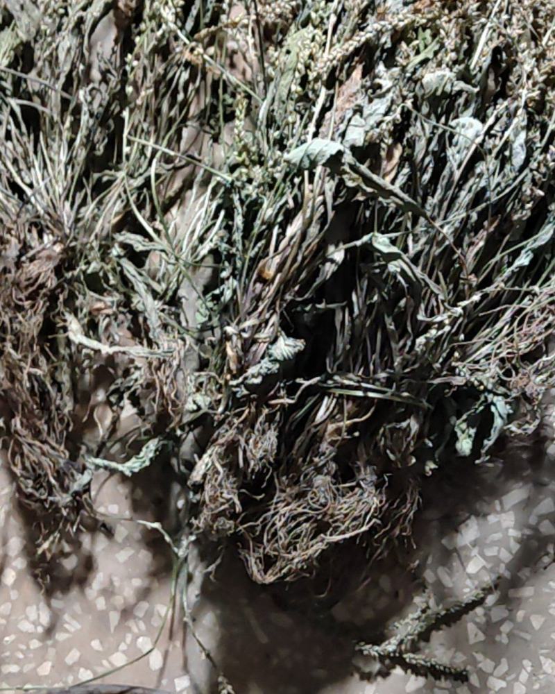 云南野生车前草干货又叫蛤蟆草干货要多少可以直接下单