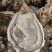 生蚝，乳山生蚝大连三倍体全国各地可发可视频看货