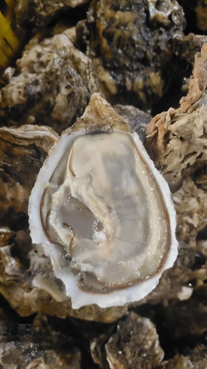 生蚝，乳山生蚝大连三倍体全国各地可发可视频看货
