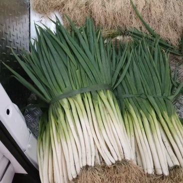 分葱，精品量大