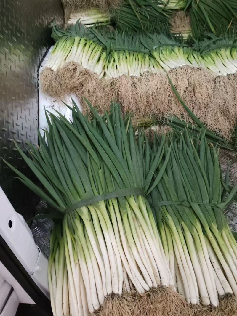 分葱，精品量大