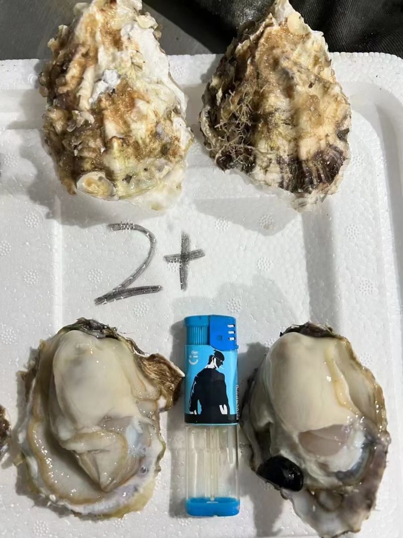 生蚝，乳山生蚝大连三倍体全国各地可发可视频看货