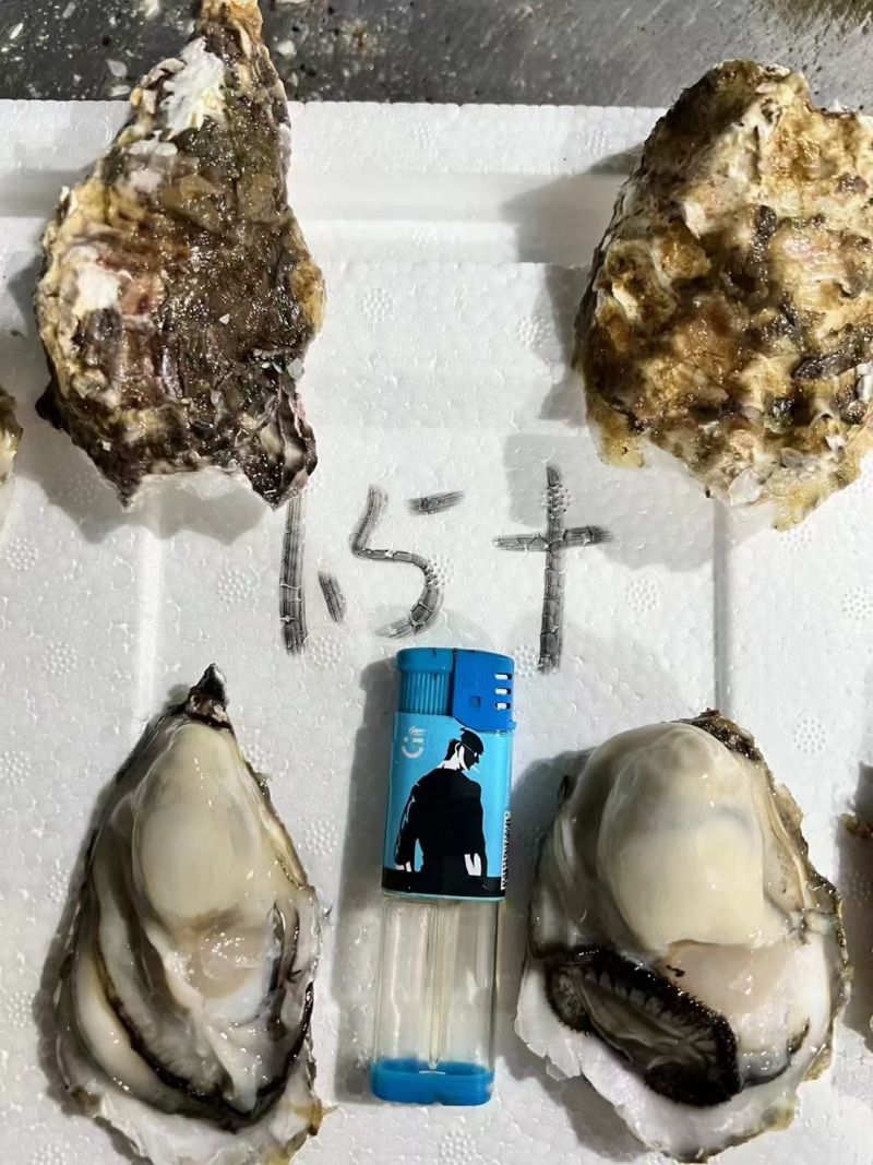 生蚝，乳山生蚝大连三倍体全国各地可发可视频看货