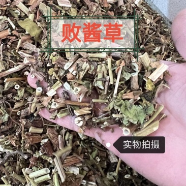 败酱草中药材败酱草中药材正品无硫熏败酱草