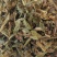败酱草中药材败酱草中药材正品无硫熏败酱草