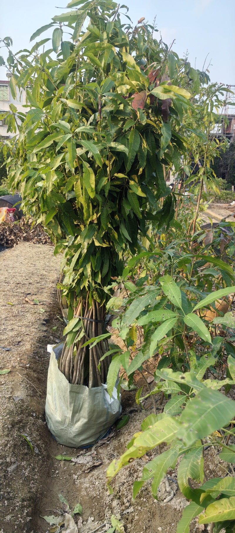 芒果果苗中杯直生苗实生苗1m以上中杯苗