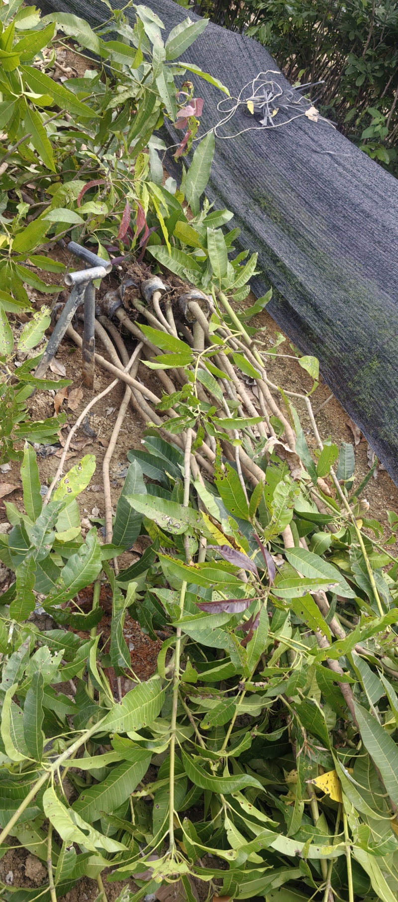 芒果果苗中杯直生苗实生苗1m以上中杯苗