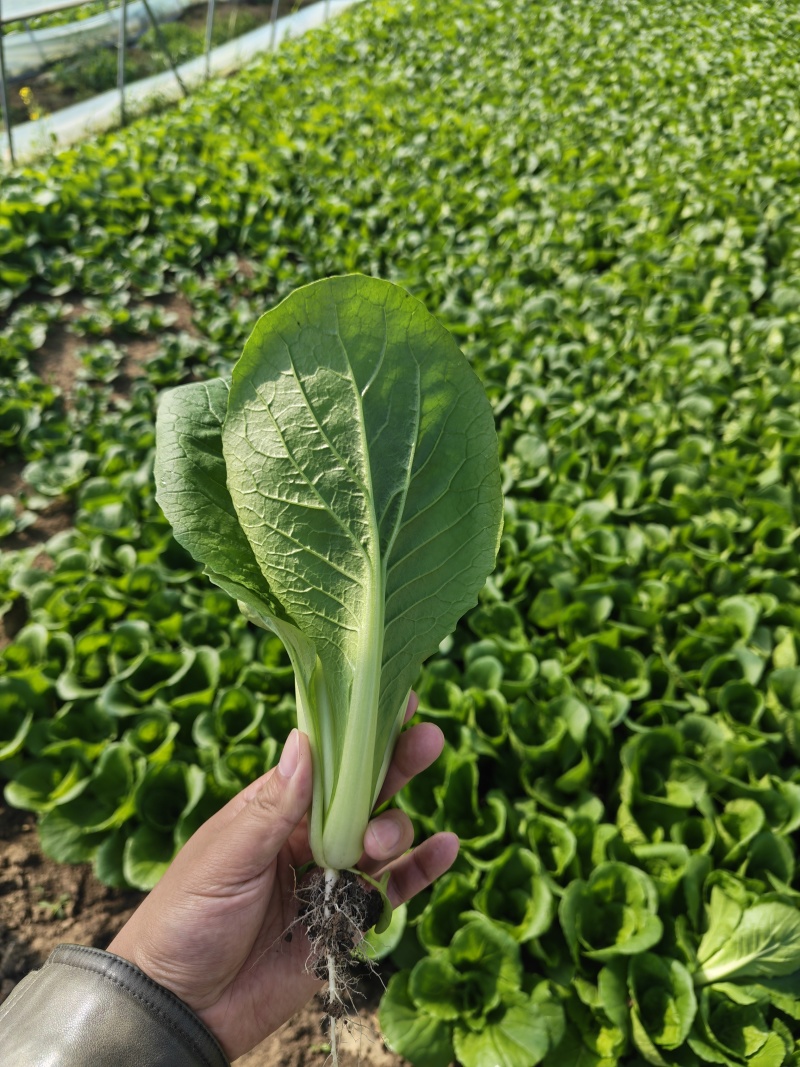 水白，小白菜，毛白菜、快菜太和县产地直供对接批发代收代卖