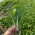 水白,小白菜,毛白菜、快菜太和县产地直供对接批发代收代卖