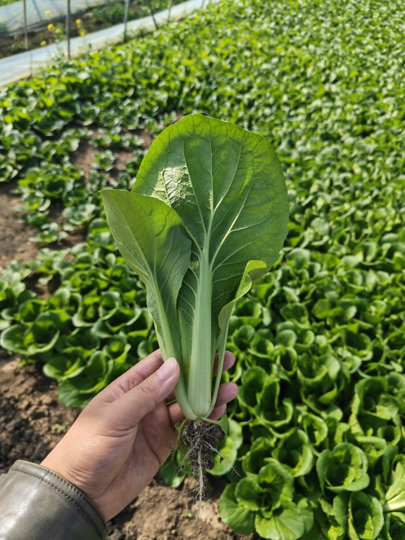水白，小白菜，毛白菜、快菜太和县产地直供对接批发代收代卖