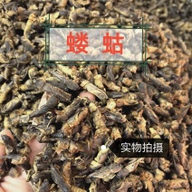 蝼蛄土蝼蛄中药材干货无硫中药材合作共赢诚信经营