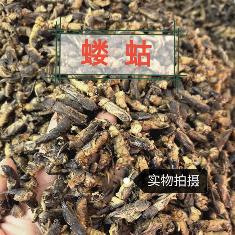 蝼蛄土蝼蛄中药材干货无硫中药材合作共赢诚信经营