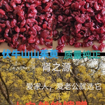 伏牛山深处山茱萸干货山萸肉干净无杂枣皮无硫熏