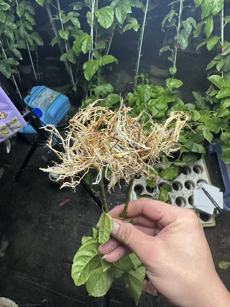 百香果苗，钦蜜九号