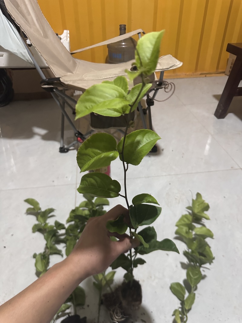 百香果苗，钦蜜九号
