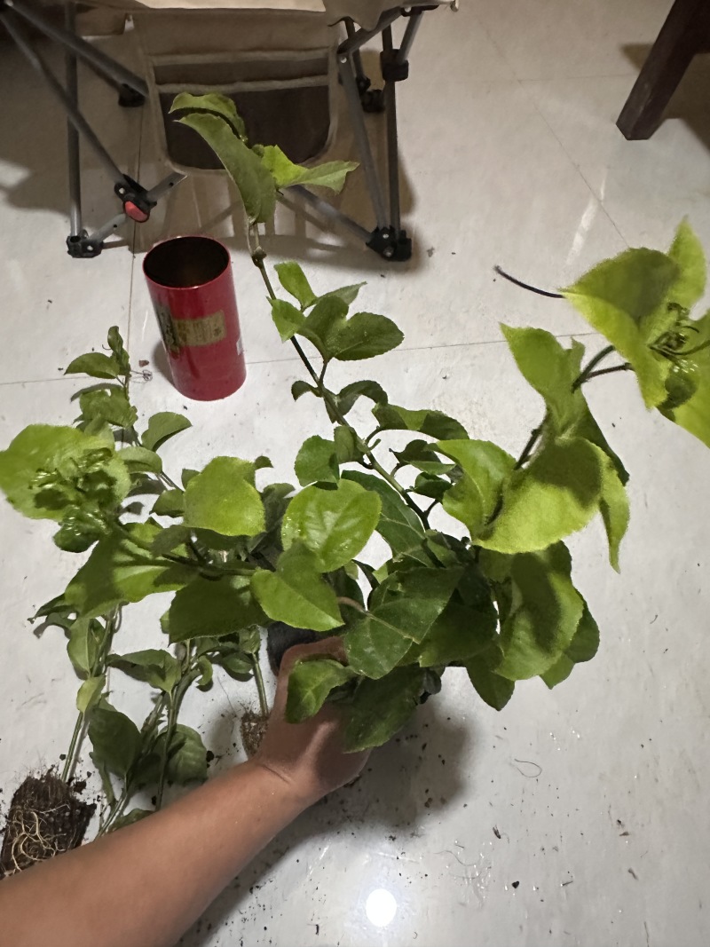 百香果苗，钦蜜九号