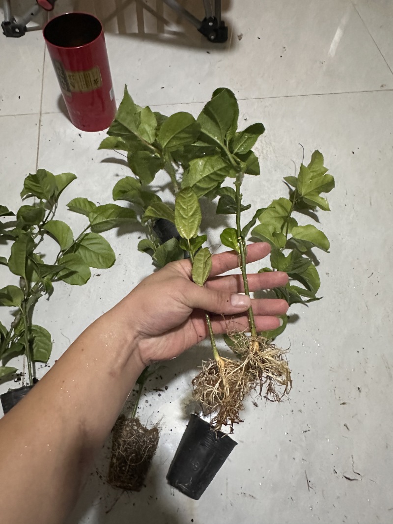 百香果苗，钦蜜九号
