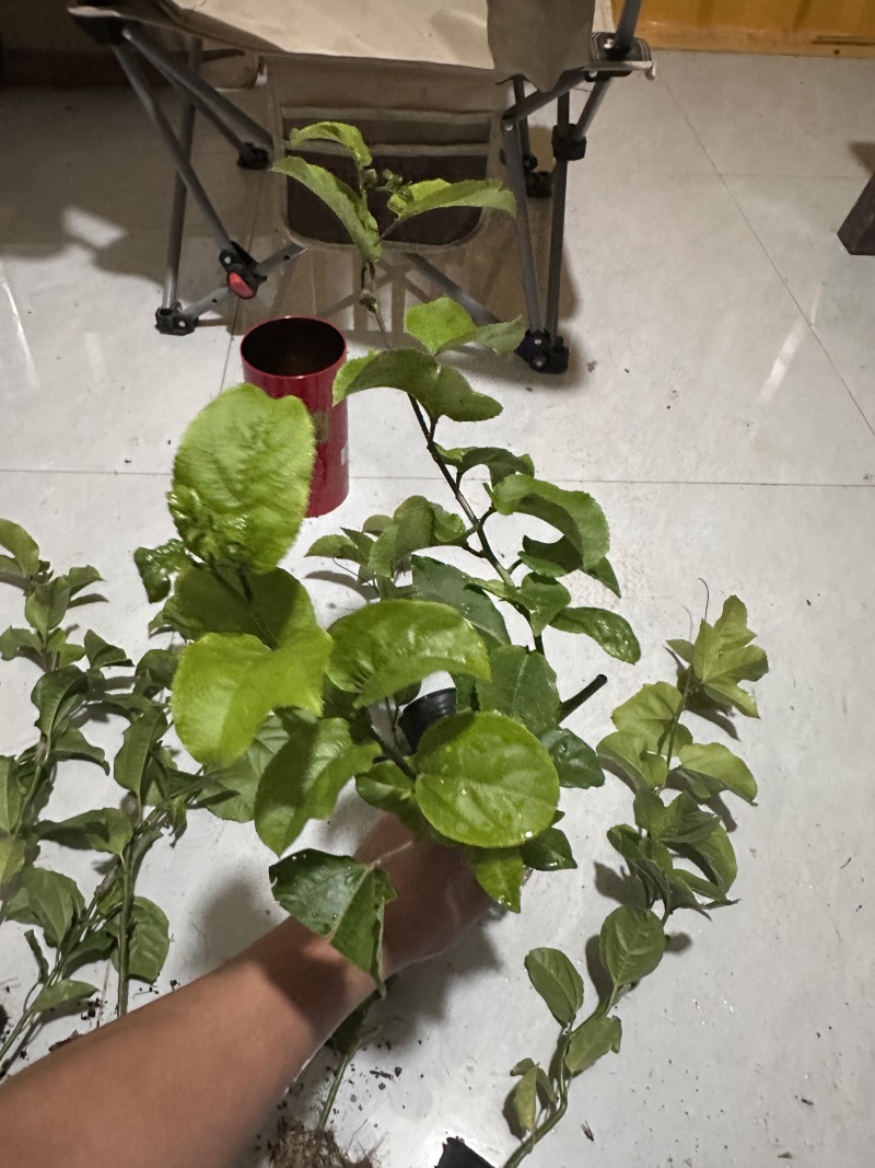 百香果苗，钦蜜九号