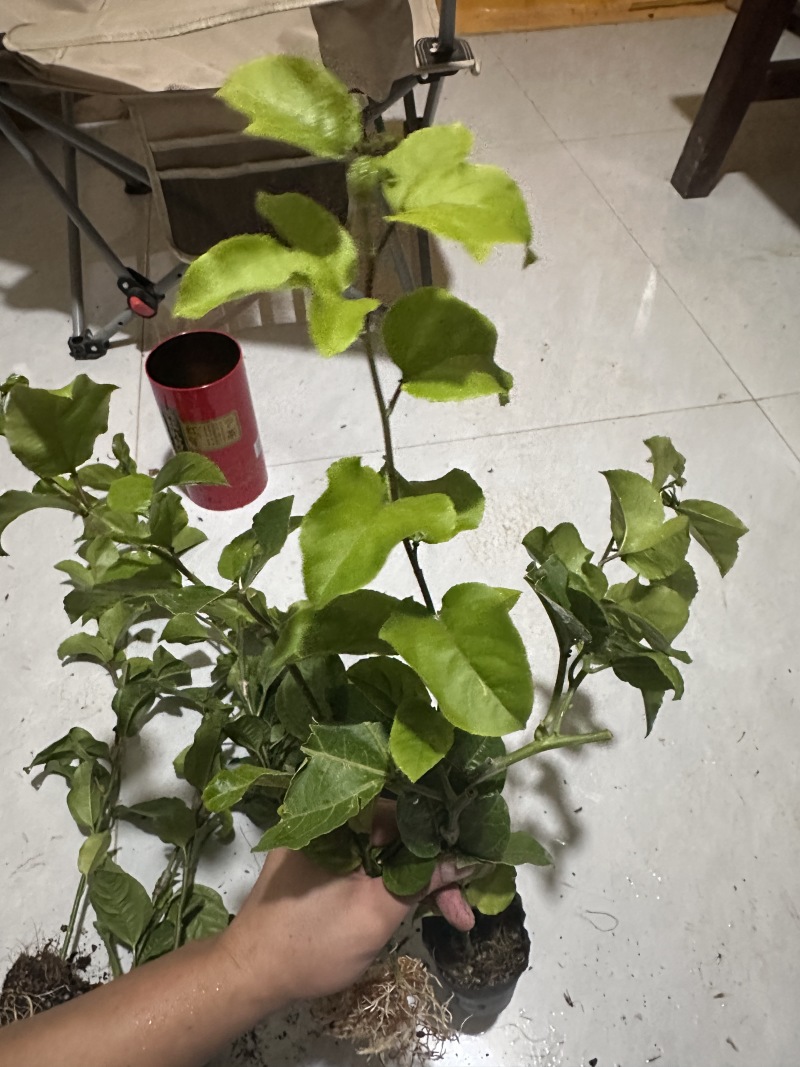 百香果苗，钦蜜九号