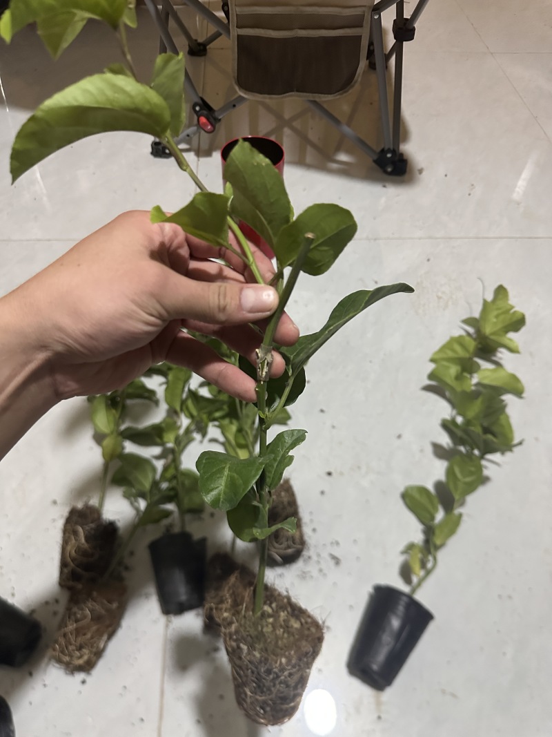 百香果苗，钦蜜九号